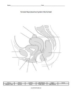 Reproductive system ideas reproductive system body systems female reproductive system