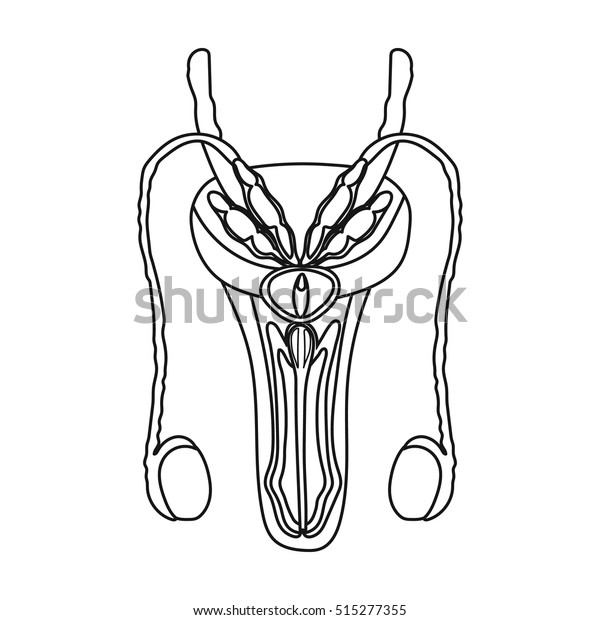 Male reproductive system icon outline style stock vector royalty free