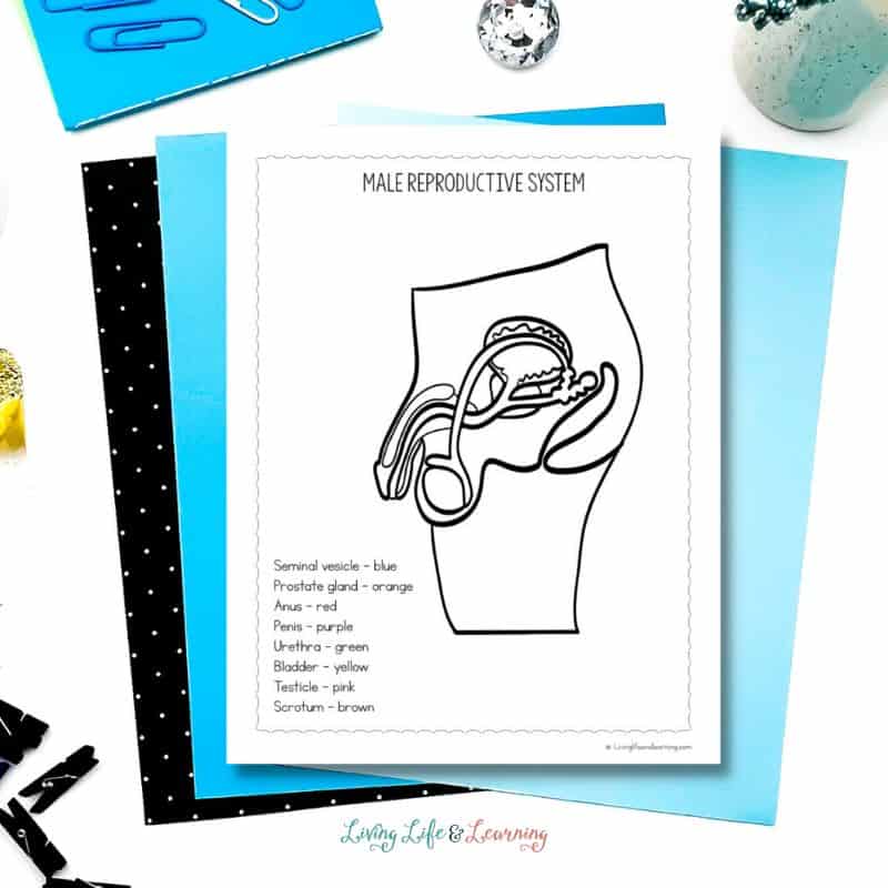 Reproductive system coloring pages