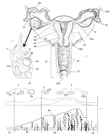Lab reproductive system