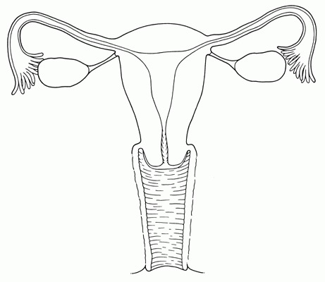 Reproductive system diagram