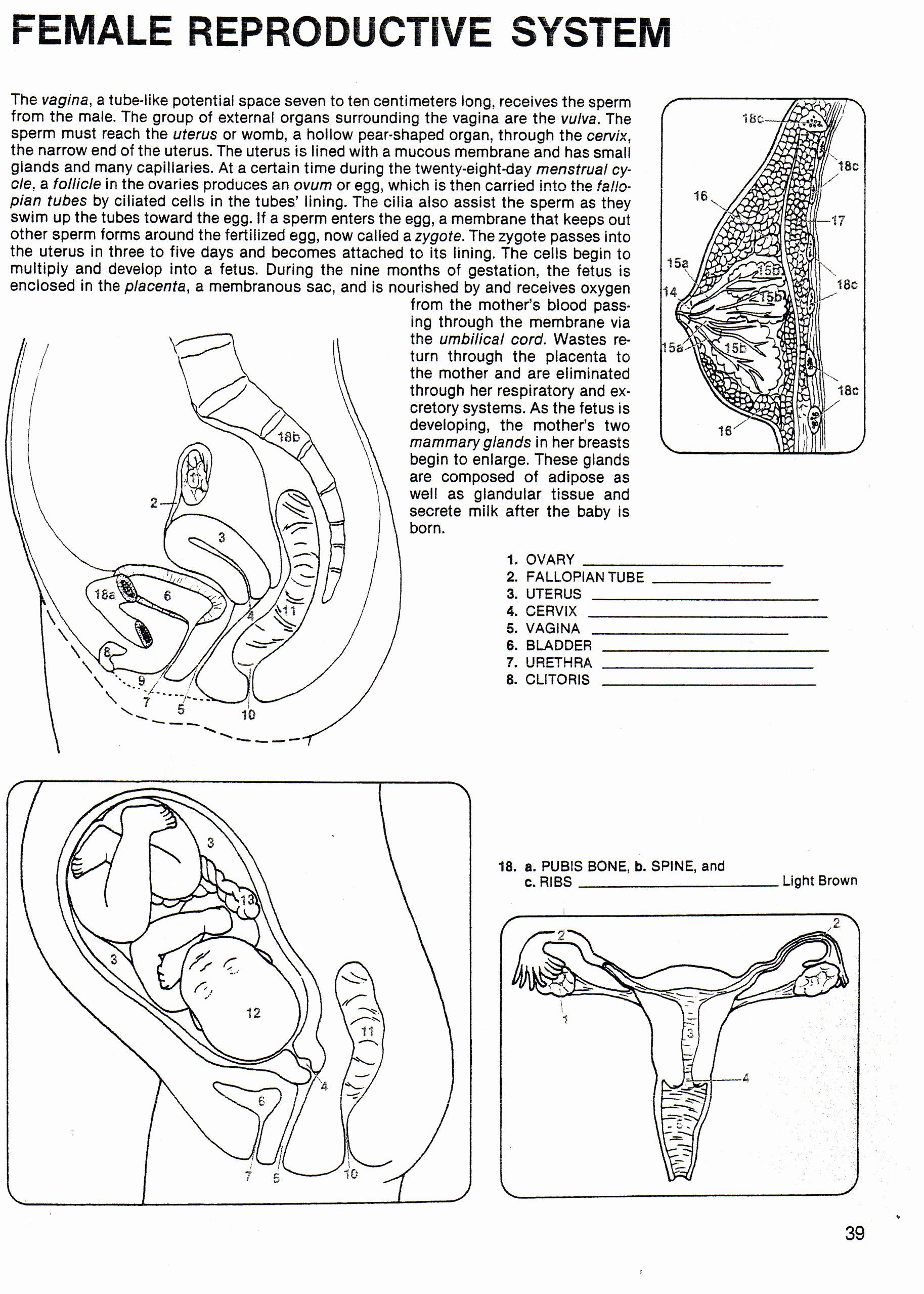 The female reproductive system worksheet best of human growth development south junior high schoâ female reproductive system reproductive system school health