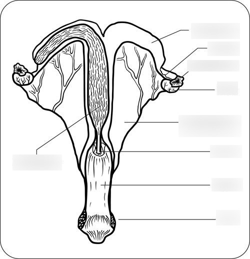 Ans female reproductive system sfasu ans male reproductive system sfasu repro test diagram