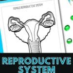 Reproductive system coloring pages