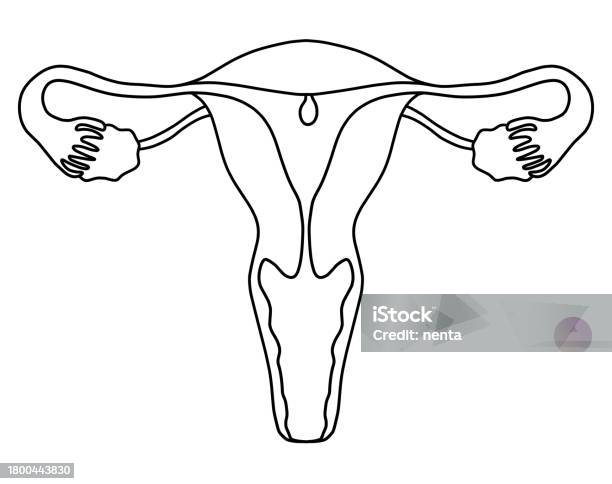 Female reproductive system stock illustration