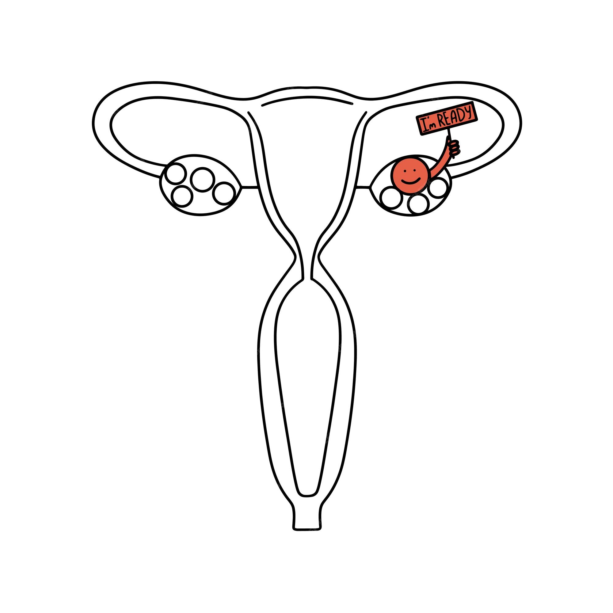 Page uterus images