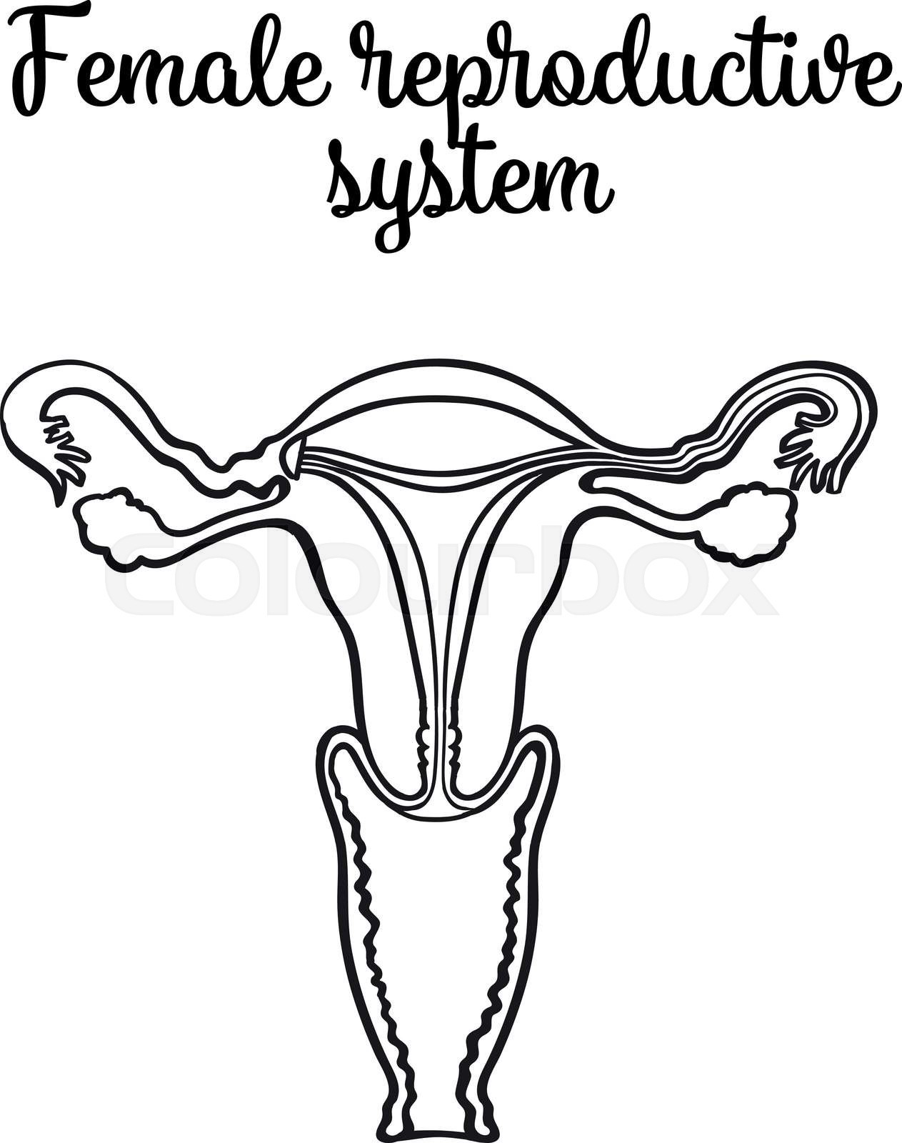 Female reproductive system stock vector