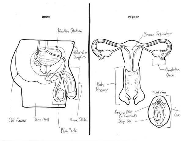 Buzzfeed on x heres what happens when u ask a bunch of adults to label male and female reproductive systems httptcoeaoukhso httptcoylckyiphk x