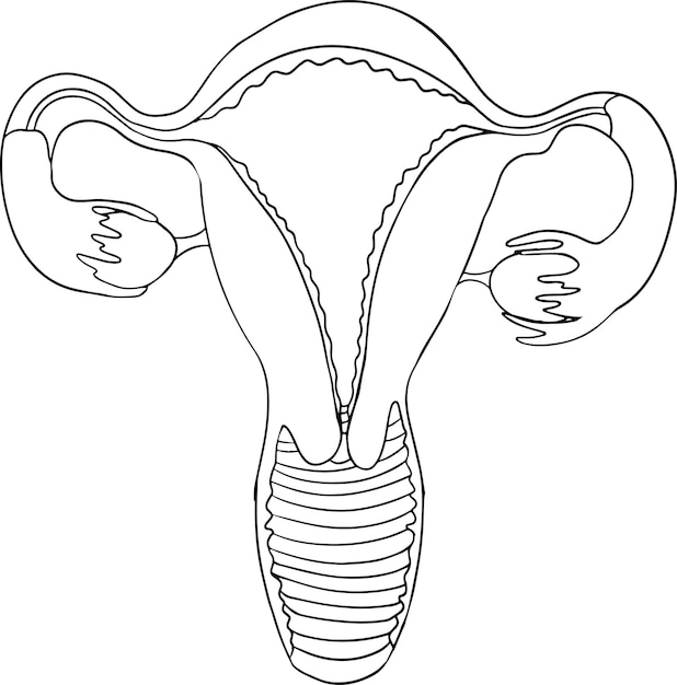 Uterus outline vectors illustrations for free download