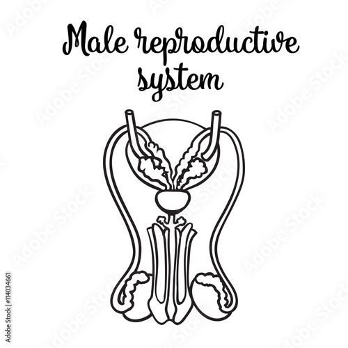 Male reproductive system vector sketch hand