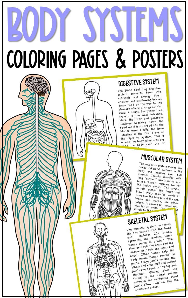 Body systems posters and coloring pages anatomy science activities body systems human body systems science activities