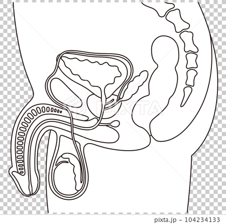 Male reproductive organs cross section line