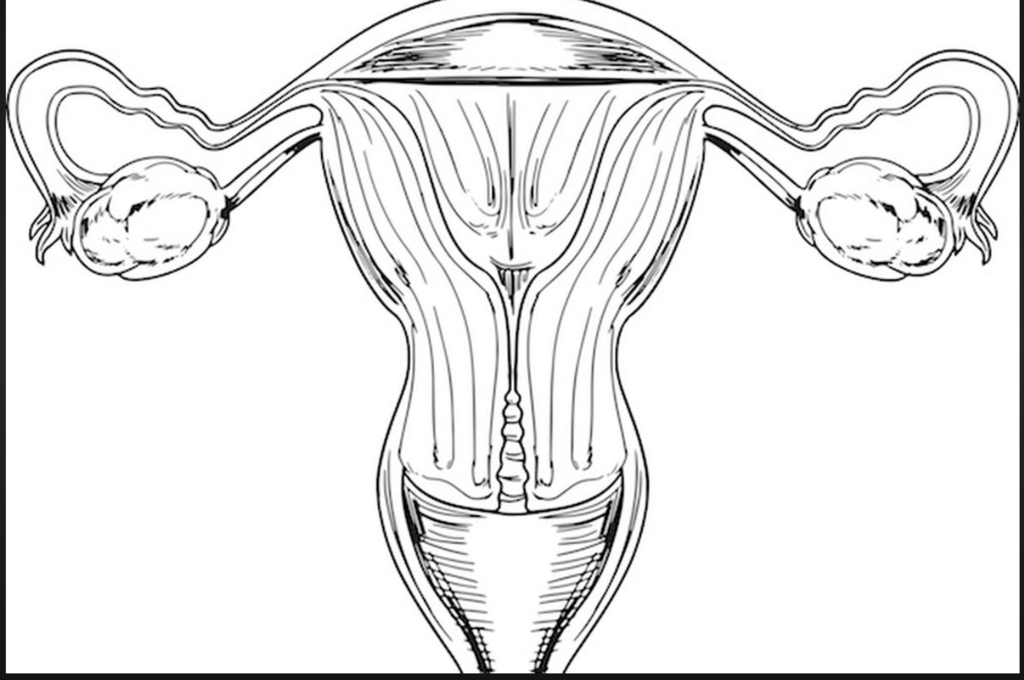 Health female reproductive system diagram