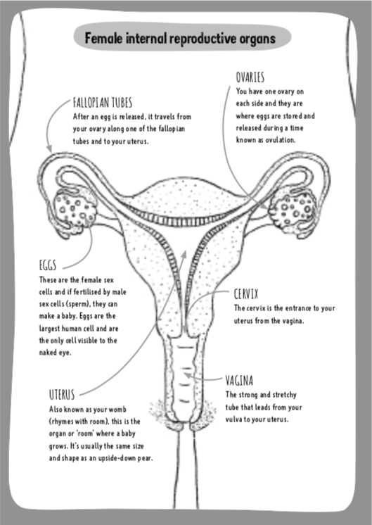 Milli hill on x just been writing an article about the cervix in case youre wondering its the neck of the womb around of women dont know what it is or