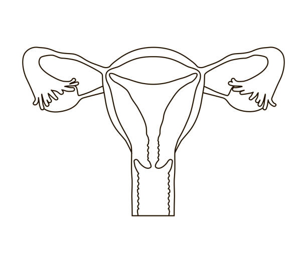 Female reproductive system stock illustration