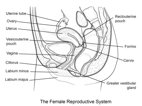 Female reproductive system coloring page female reproductive system reproductive system coloring pages