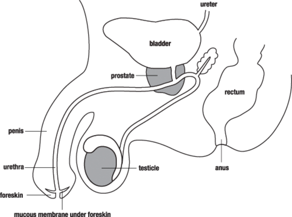 Male reproductive system free images at