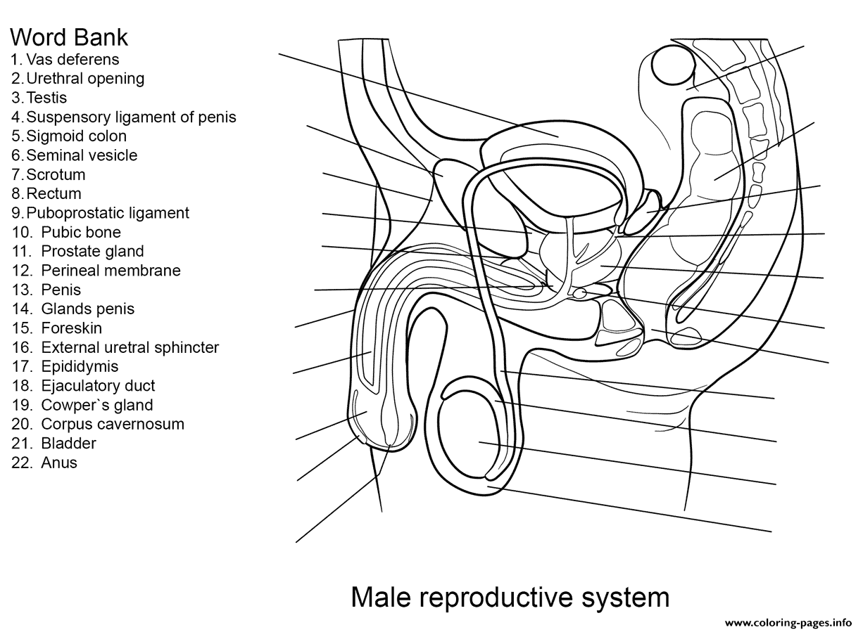 Male reproductive system worksheet coloring page printable