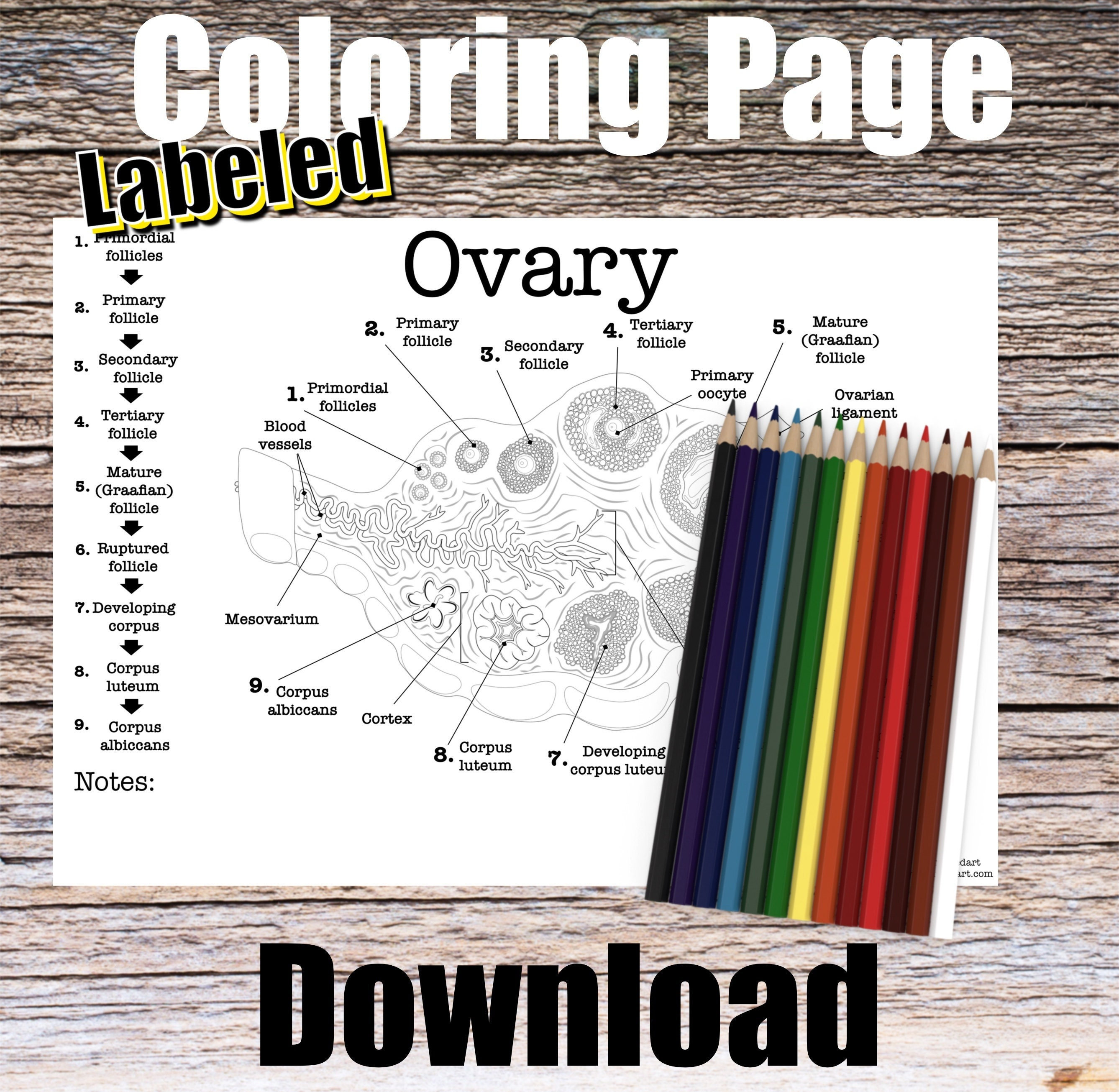Ovary anatomy coloring page