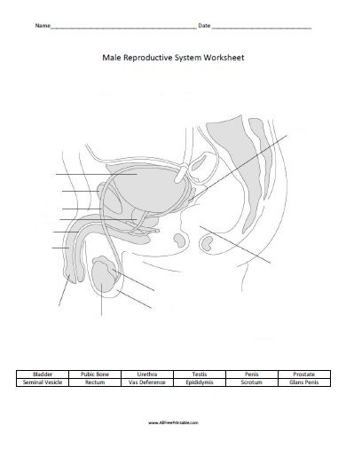 Male reproductive system worksheet