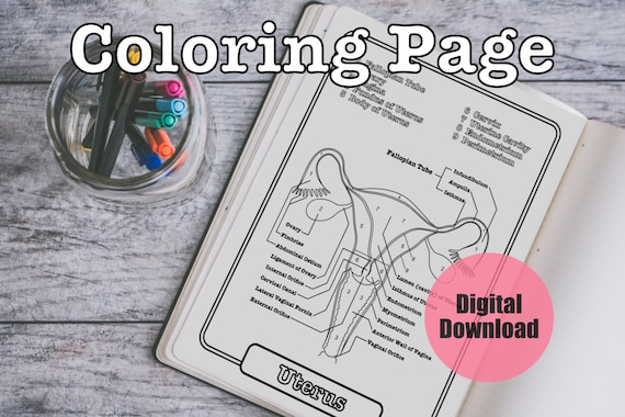Uterus anatomy coloring page female reproductive worksheet study guide digital download