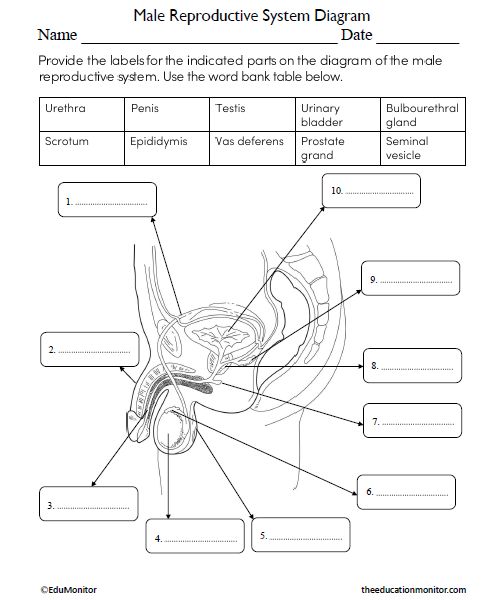 Male reproductive system diagram science worksheet for grade science worksheets language arts worksheets phonics worksheets