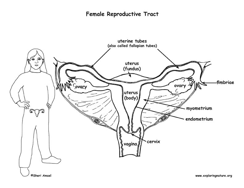 Reproductive system