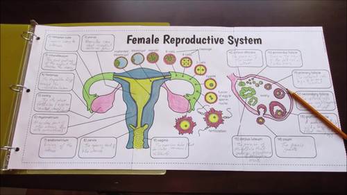 Female reproductive system