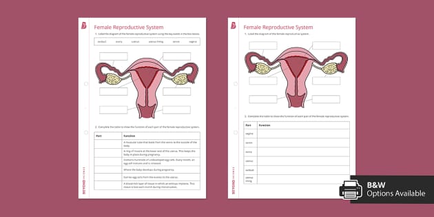 Female reproductive system with labels activity beyond