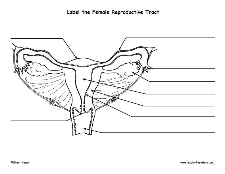 Reproductive system