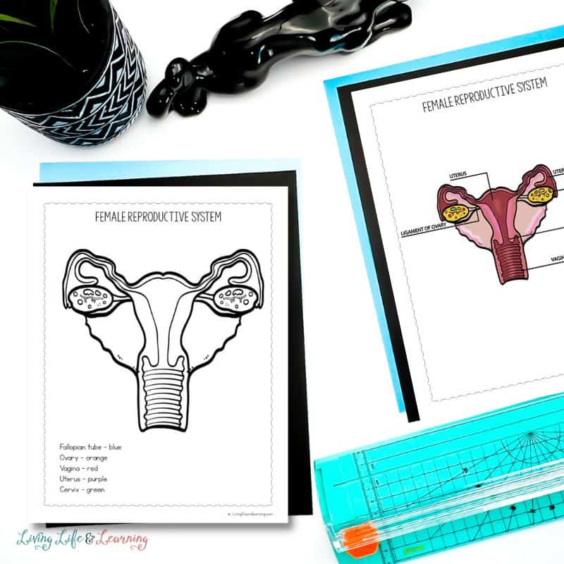 Reproductive system coloring pages