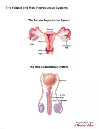 The female and male reproductive systems printable th