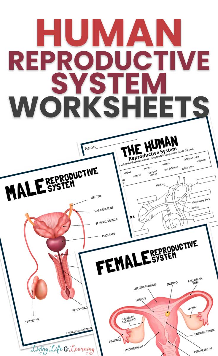 Human reproductive system worksheet