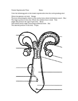 Male female reproductive structures coloring sheet by jeremy fair