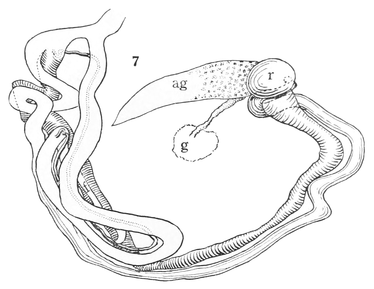 Fileanostoa depressu reproductive systejpg