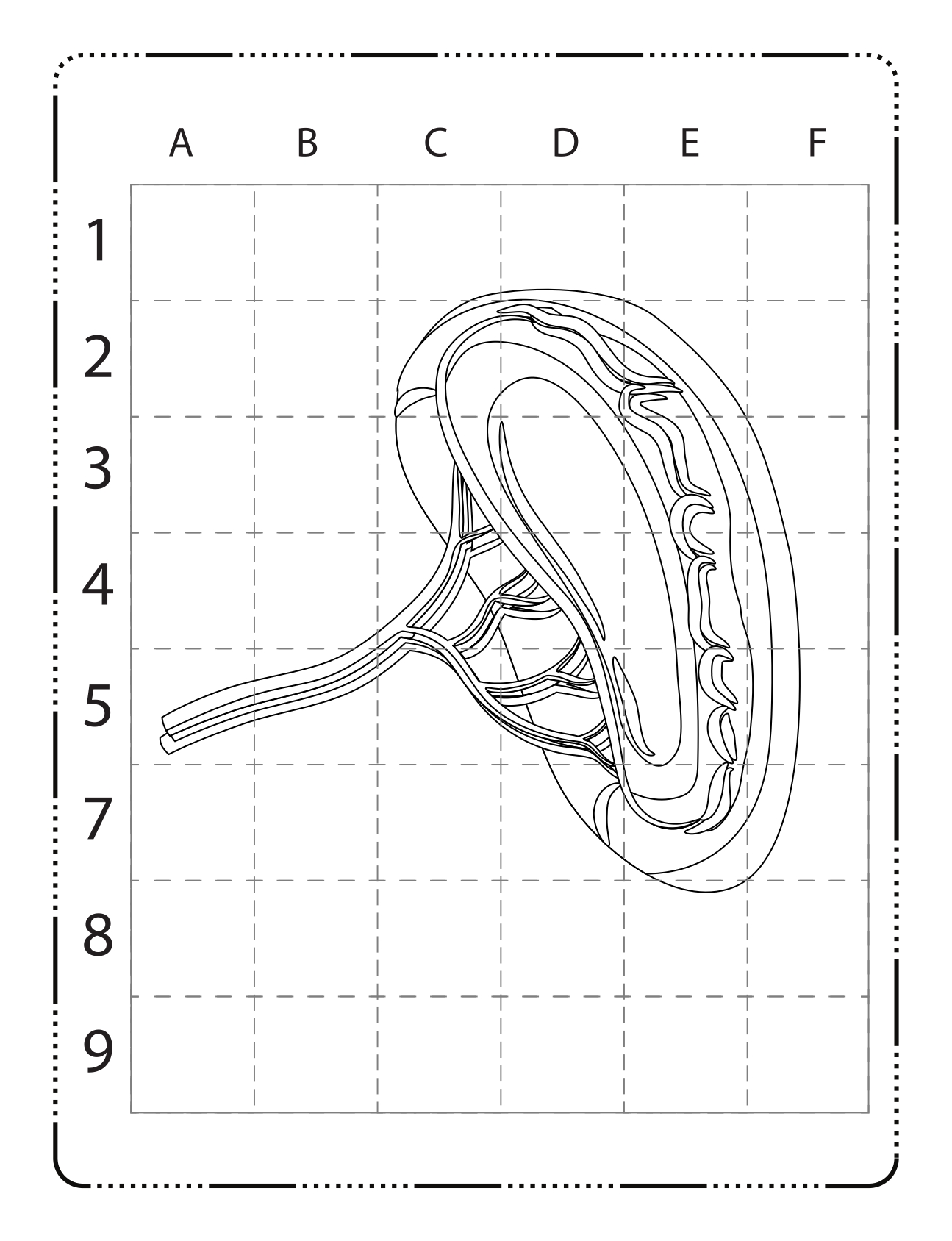 How to draw human anatomy coloring book made by teachers