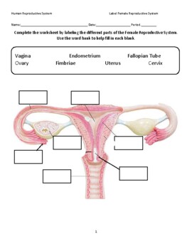 Female reproductive system worksheet by science and biology resources