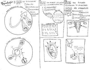 The reproductive system coloring sheet tpt