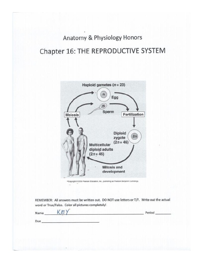 Reproductive system chapter key answer pdf