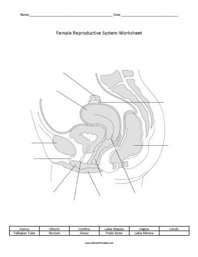 Female reproductive system worksheet