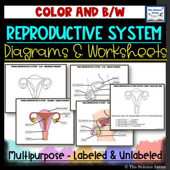 Reproductive system male female diagrams labeled unlabeled and worksheets