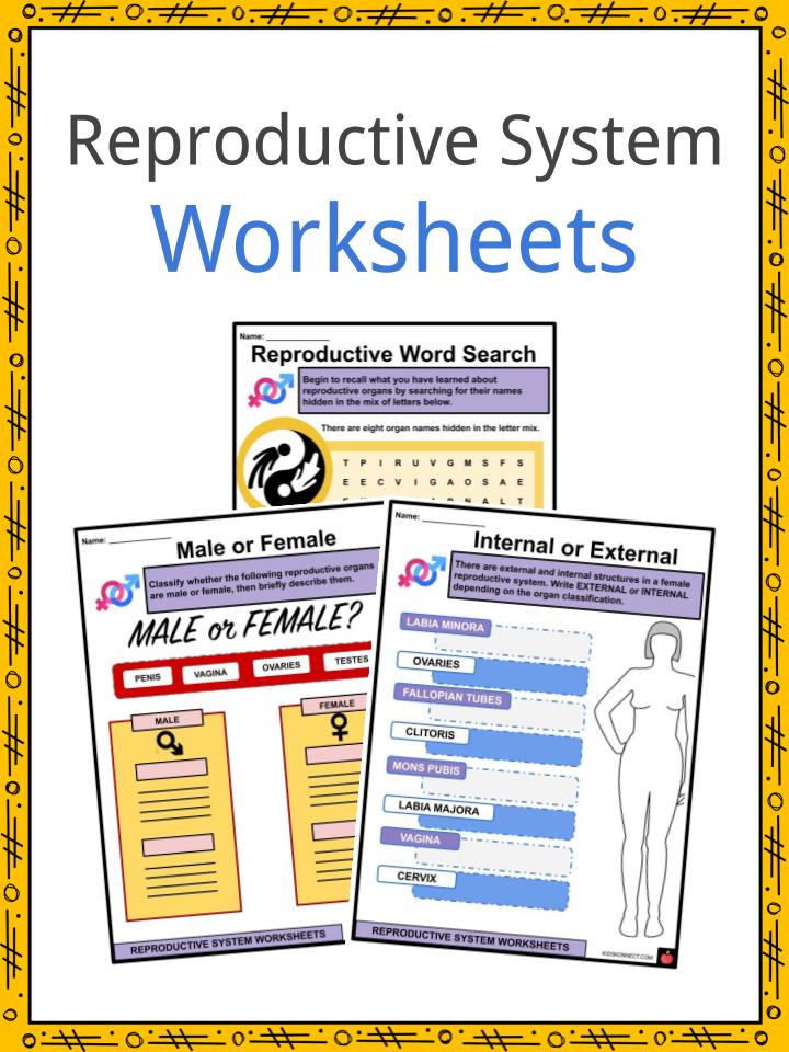 Reproductive system facts worksheets for kids