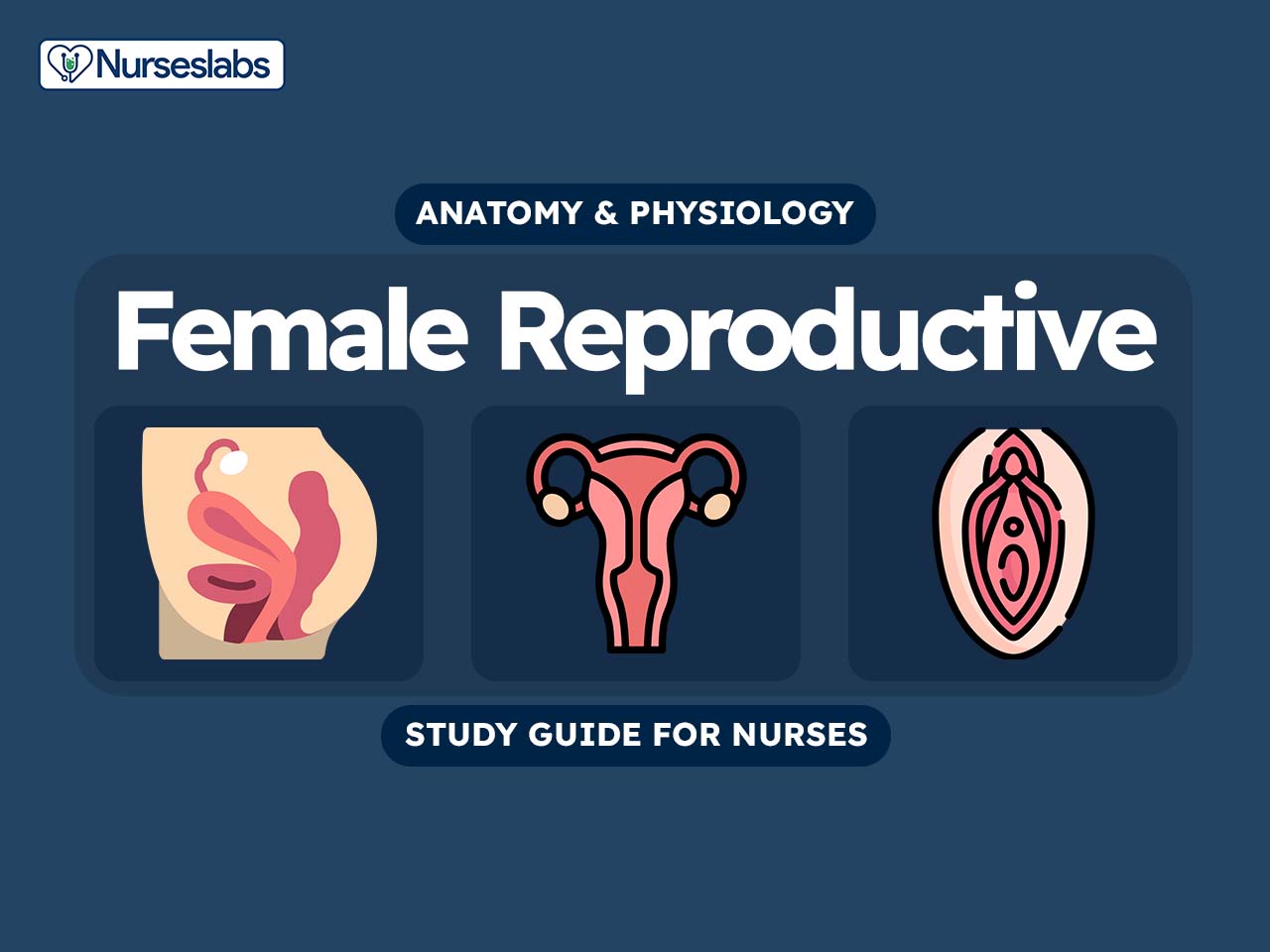 Female reproductive system anatomy and physiology