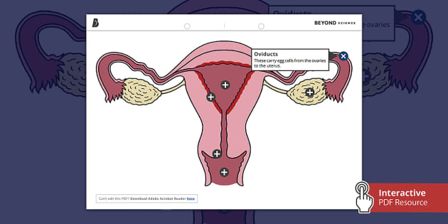 Female reproductive system labelled diagram beyond