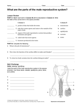 What are the parts of the male reproductive system human body printable th