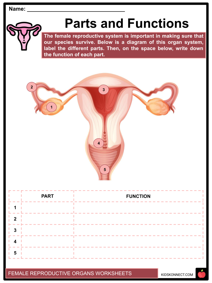 Female reproductive system facts worksheets the menstrual cycle