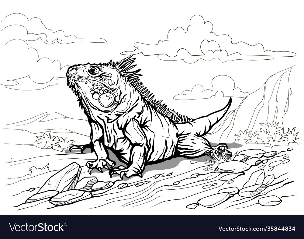 A beautiful big iguana reptile coloring page vector image
