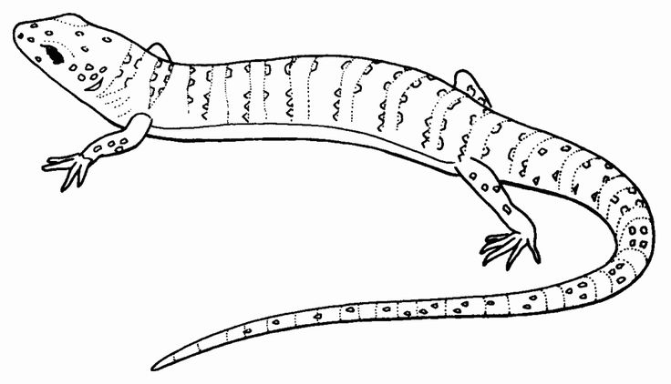 Reptile coloring pages