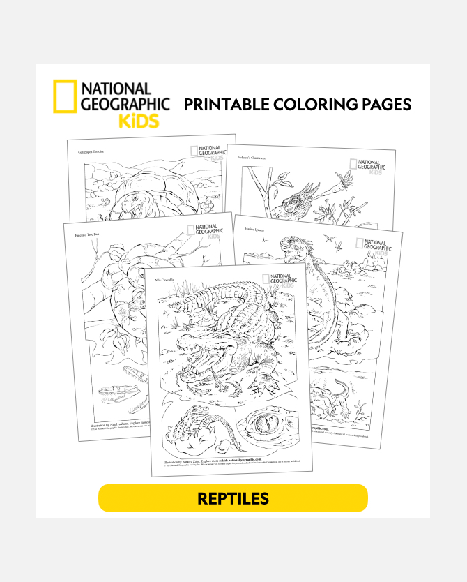 National geographic kids printable coloring sheets reptiles disney movie insiders