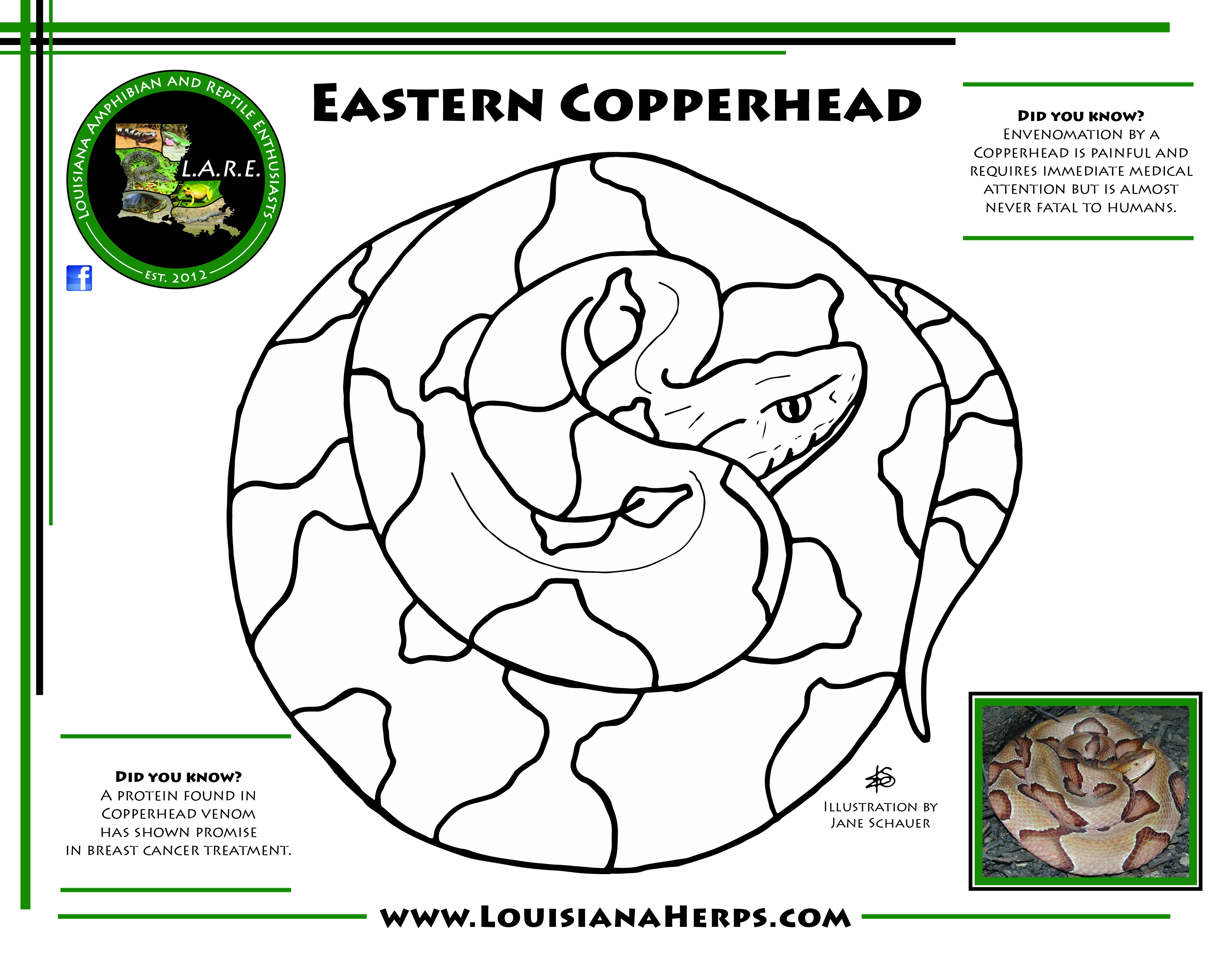 Lare coloring pages brad gloriosos personal website amphibians and reptiles of louisiana
